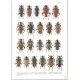 Sama G., 2002: Atlas of the Cerambycidae of Europe and Mediterranean area, vol. 1