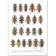 Sama G., 2002: Atlas of the Cerambycidae of Europe and Mediterranean area, vol. 1