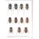 Sama G., 2002: Atlas of the Cerambycidae of Europe and Mediterranean area, vol. 1