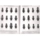 Farkač J., Král D., Rejsek J., 1999: The Liatongus species (Coleoptera: Scarabaeidae), Checklist of the genus Leistus 