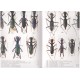 Moravec Jiří, 2007: A monograph of the genus Pogonostoma. Tiger beetles of Madagascar, volume 1.