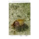  Ratcliffe B. C., Paulsen M. J., 2008: The scarabaeoid beetles of Nebraska. 568 pp.