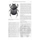 Ratcliffe B. C., Paulsen M. J., 2008: The Scarabaeoid Beetles of Nebraska
