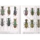 Moravec J., 2010: Tiger Beetles of the Madagascar region (Madagascar, Seychelles, Comoros, Mascarenes, and other islands)