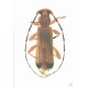 Martins U. R., Galileo M. H. M., 2004: Cerambycidae sul-americanos (Coleoptera), Suplemento 1
