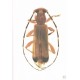 MARTINS, U.R. 2004 CERAMBYCIDAE SUL-AMERICANOS (COLEOPTERA). Suplemento 1