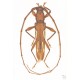 Martins U. R., Galileo M. H. M., 2004: Cerambycidae sul-americanos (Coleoptera), Suplemento 1