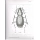 Moret P., 2005: Los Coleopteros Carabidae del Paramo en los Andes del Ecuador: Sistemática, Ecología y Biogeografía