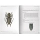 Samper J. R., 2002: Iconografía del género Iberodorcadion (Coleoptera: Cerambycidae)