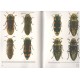 Verdugo A., 2005: Fauna de Buprestidae de la Península Ibérica y Baleares,