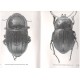 Viňolas A., Cartagena M. C., 2005: Fauna de Tenebrionidae de la Península Ibérica y Baleares, Vol. 1 (Lagriinae y Pimeliinae)