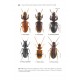 Klimaszewski J. 2012: Synopsis 	Synopsis of adventive species of Coleoptera (Insecta) recorded from Canada. Part 1: Carabidae