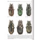 Deuve T.,2013 : Cychrus,Calosoma et Carabus de Chine