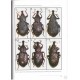 Meregalli M., 2013: A review of Niphadonyx a high altitude weevil genus of the Himalayas and North-West China