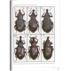 Meregalli M.,2013 : A REVIEW OF NIPHADONYX A HIGH ALTITUDE WEEVIL GENUS OF HIMALAYAS AND NORTH-WEST CHINA