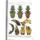Retezár I., 2008: The Carabus of Abkhazia, Caucasus (Coleoptera: Carabidae)