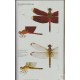 Bárta D., Dolný A., 2013: Dragonflies of Sungaj Wain