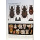 Imura Y.,: 2010: THE GENUS PLATYCERUS  OF EAST ASIA