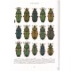 Imura Y., 2010: The Genus Platycerus of East Asia