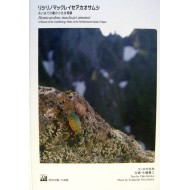 Imura I.,Nagahata Y.,2006: HEMICARABUS MACLEAYI AMANOI