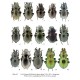 BRUSCHI S.,2013: CALOSOMA OF THE WORLD