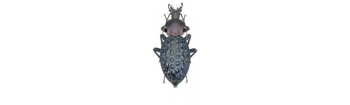 Coleoptera