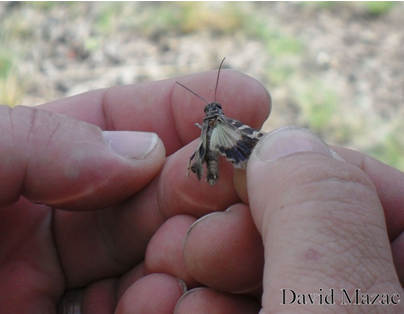 Collecting of insects