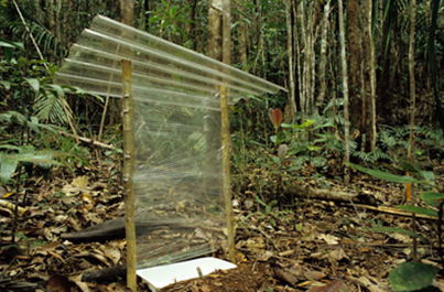 Intercept sera d’une grande utilité pour capture les coléoptères (Coleoptera)